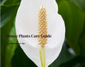 House Plants Care Guide
